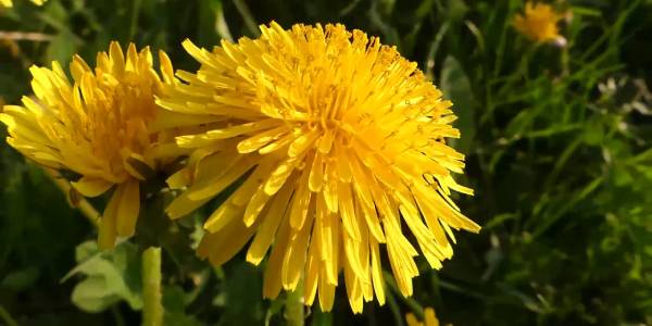 Dandelion Revolution.